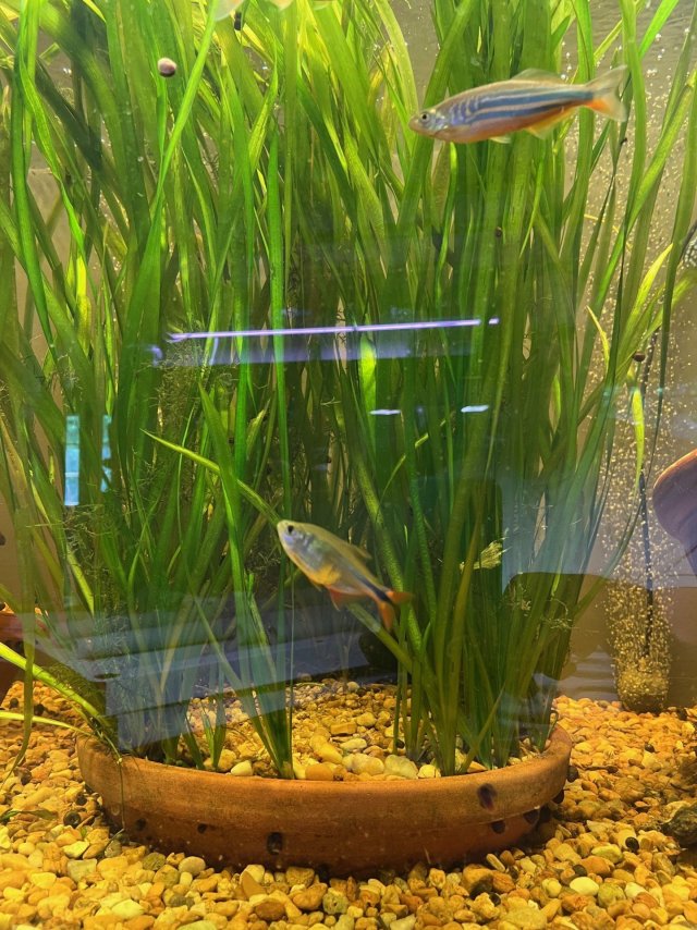 Jungle Val.jpg