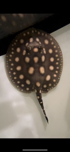 C014A24D-C335-4AA8-BD5B-4FD37D823670.jpg C014A24D-C335-4AA8-BD5B-4FD37D823670.jpg