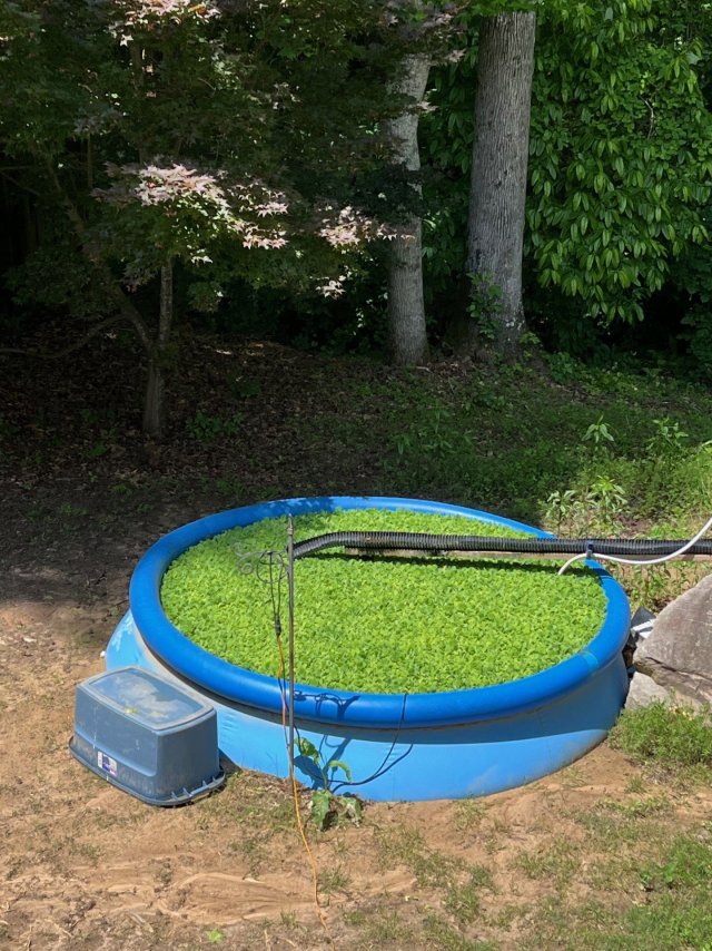 Pool Pond, May 15, '25.jpg