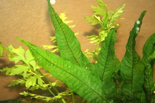 1747565187252.png 1747565187252.png