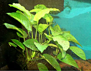 1747565475217.png 1747565475217.png