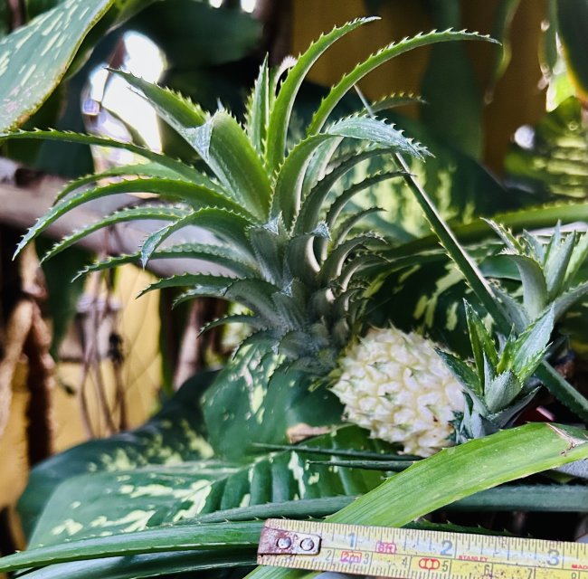 IMG_0257.jpeg IMG_0257.jpeg