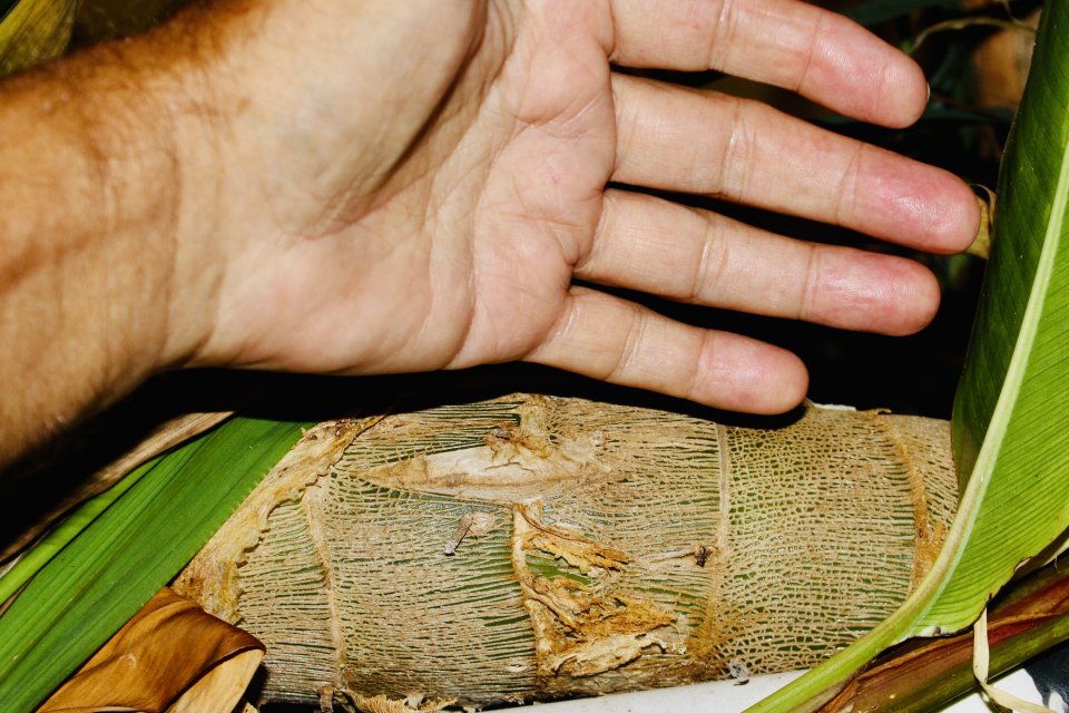 IMG_4731.jpeg IMG_4731.jpeg