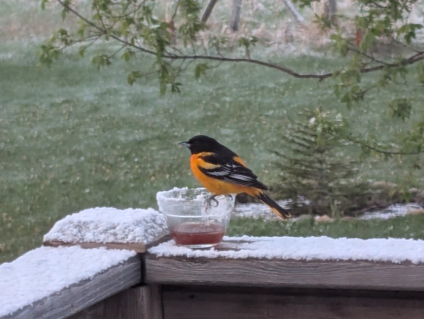 oriole in snow.jpg