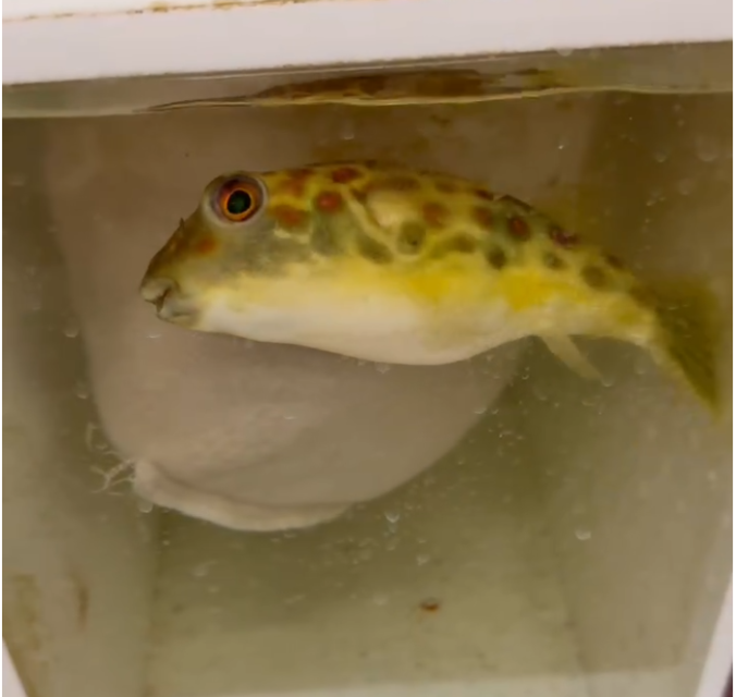 Puffer 1.png