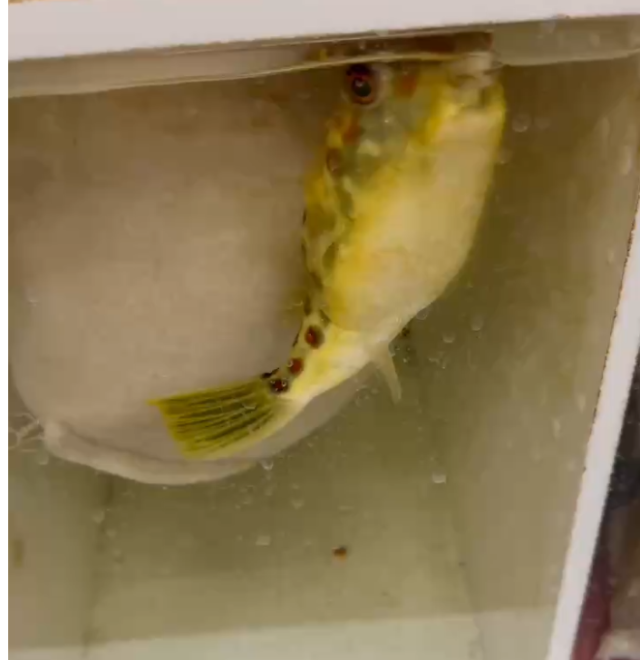 Puffer 2.png