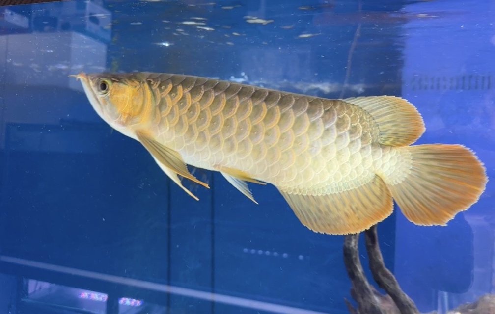 arowana 1.jpeg