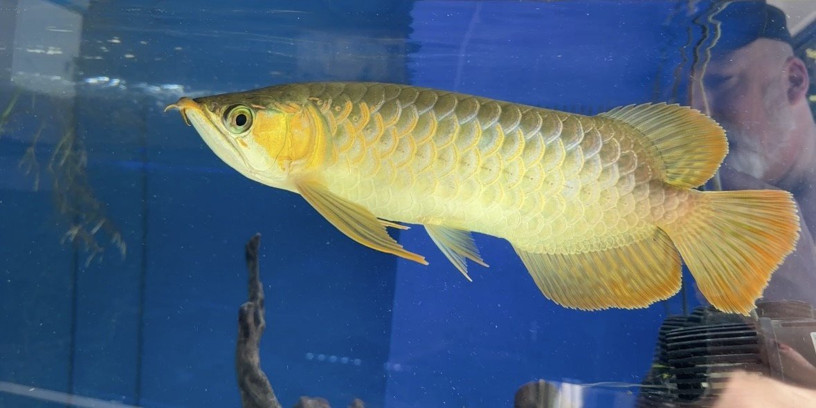 arowana 2.jpeg