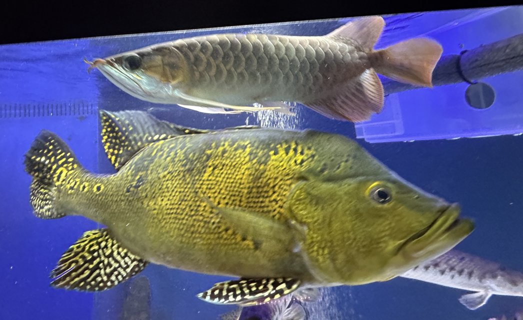 arowana and kelberi.jpeg