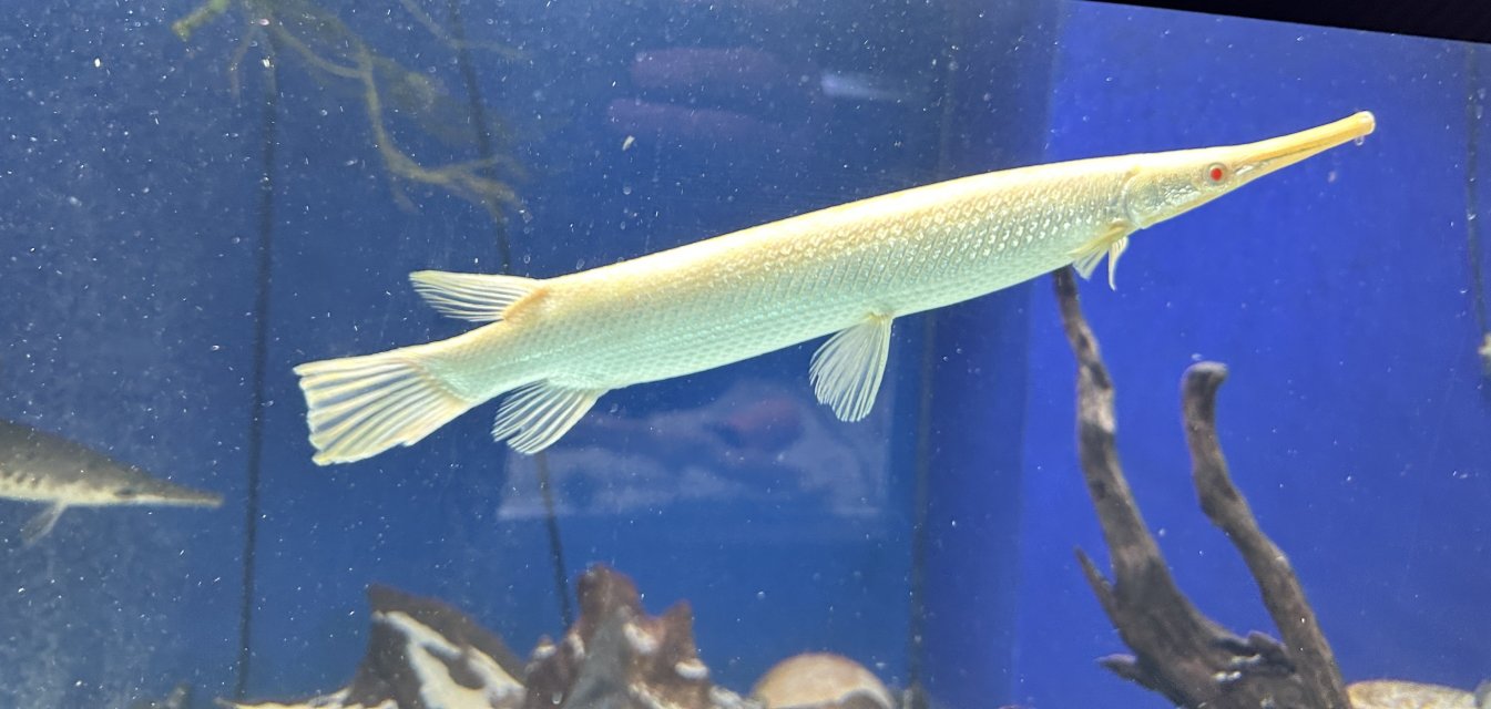 albino gar.jpeg