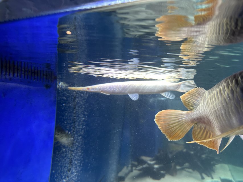 albino gar 1.jpeg