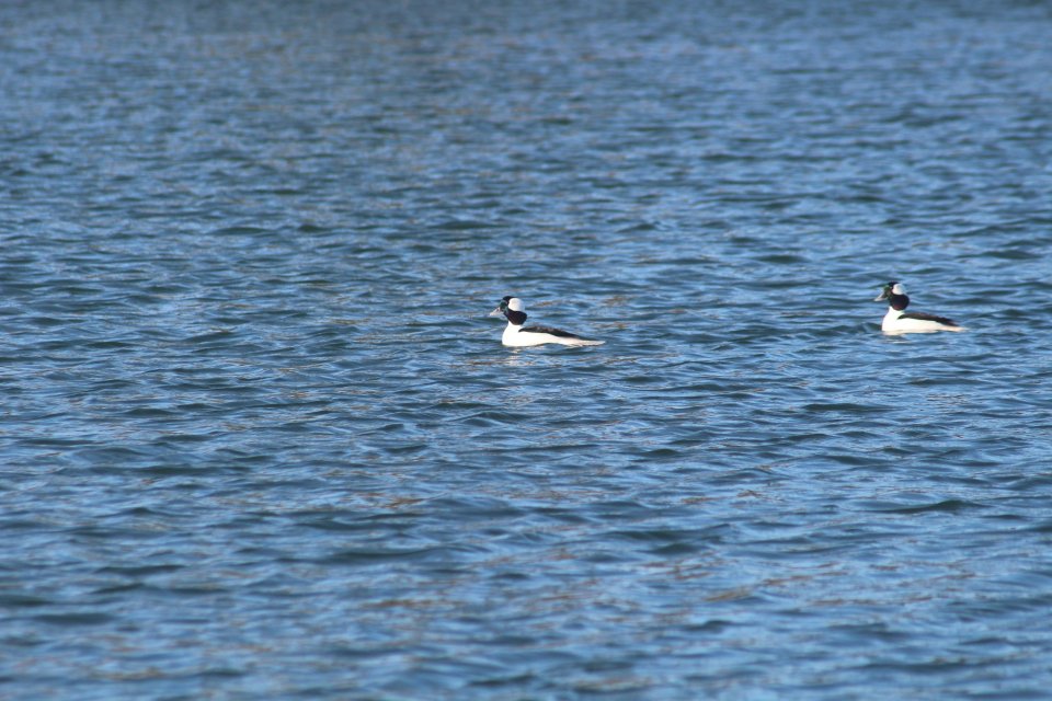 Bufflehead.JPG