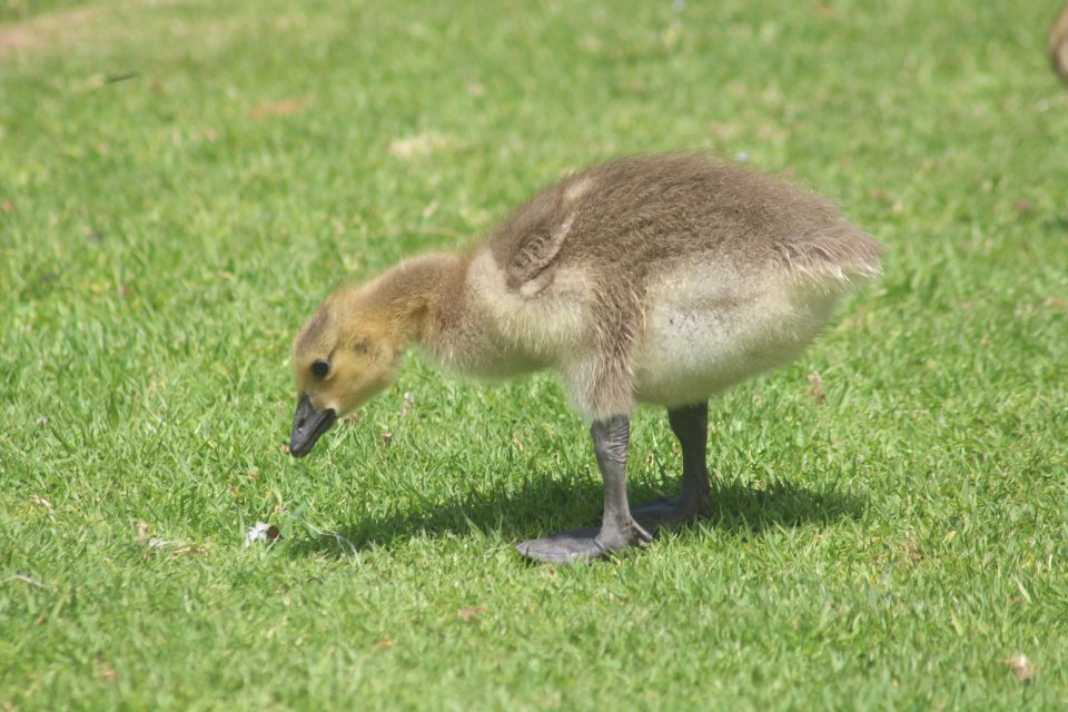 Canada Goose chick.JPG