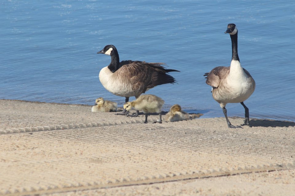Canda Goose chicks2.JPG