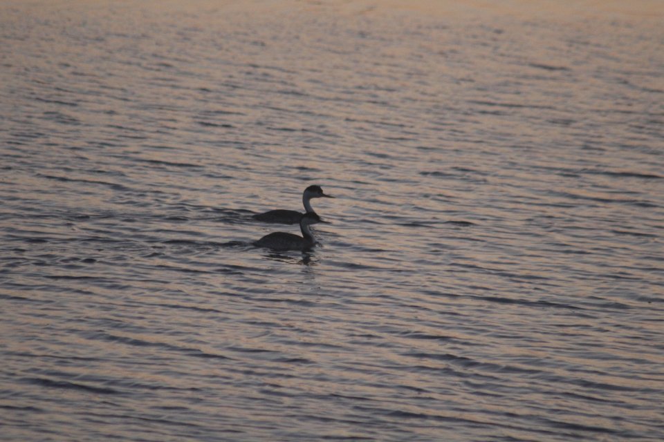 Clarks with Western Grebe paired.JPG