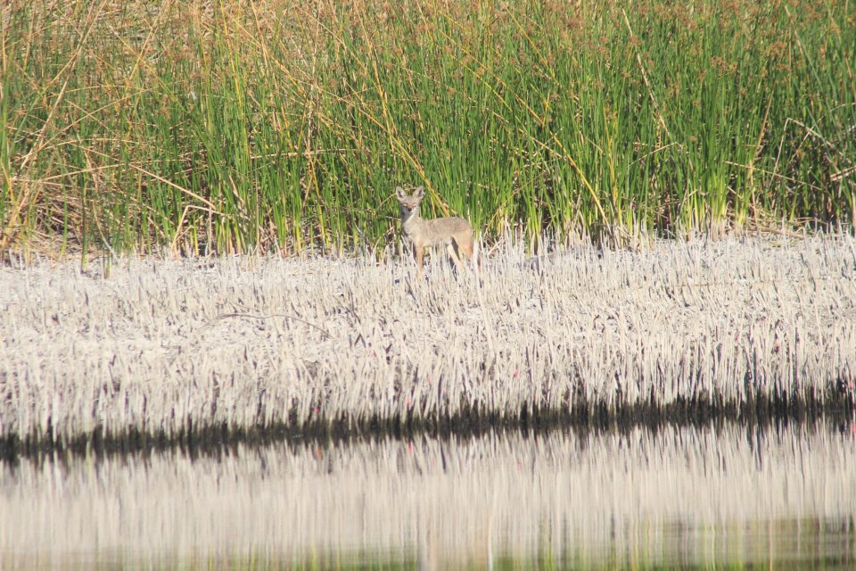 Coyote.JPG