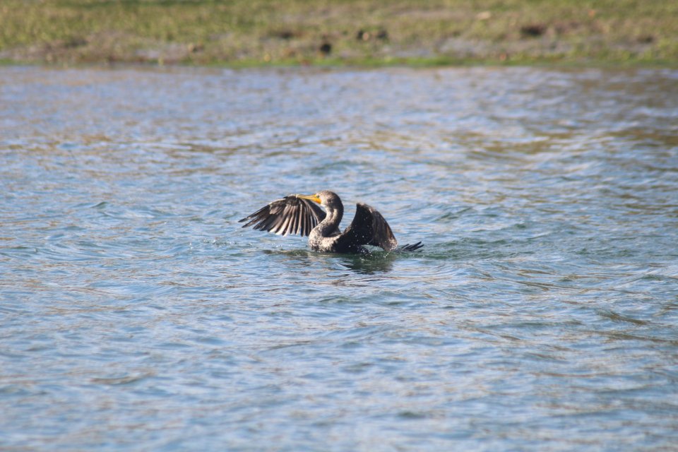 Double-crested Cormorant.JPG