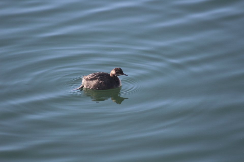 Eared Grebe.JPG