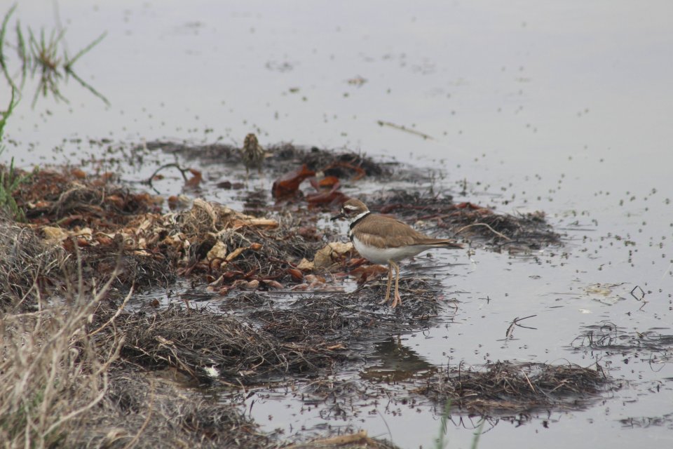 Killdeer.JPG