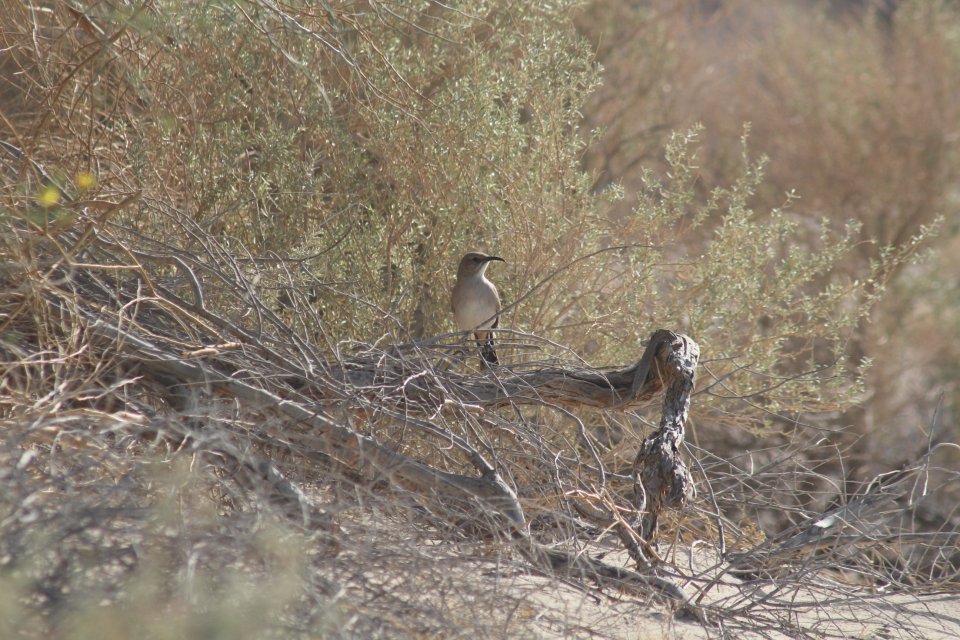 LeConte's Thrasher.JPG