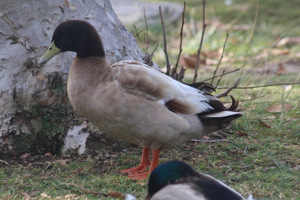 MallardxDomestic Duck.JPG