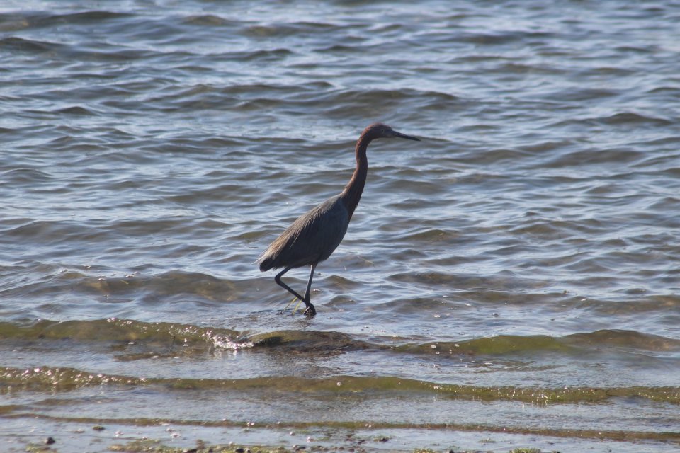 Reddish Egret.JPG