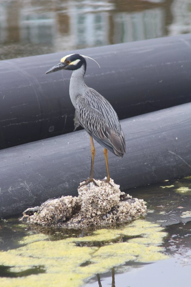 Yellow-Crowned Night-Heron3.JPG
