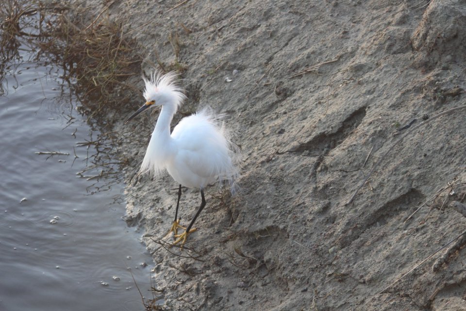 Snowy Egret2.JPG