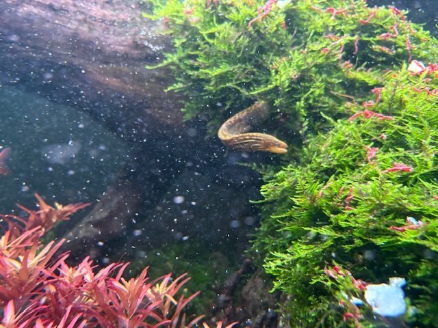 IMG_8321.jpeg