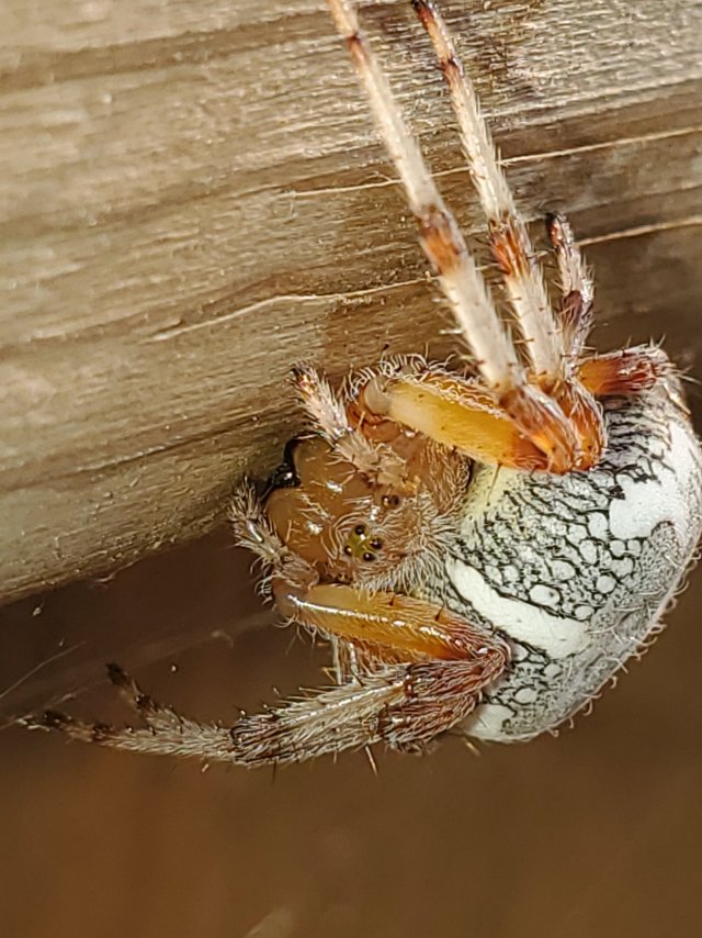 spider1.jpg