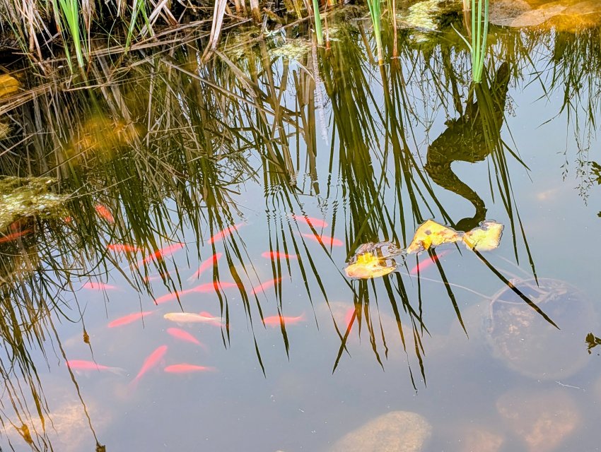 goldfish pond in june.jpg