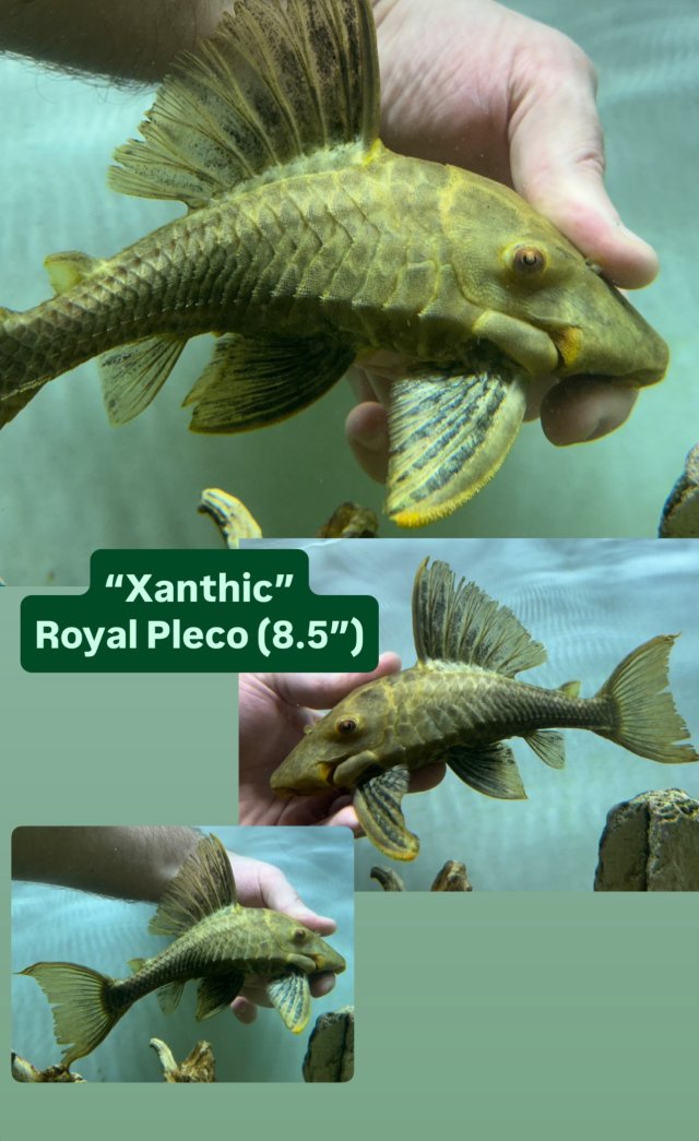 1750730710932.jpeg