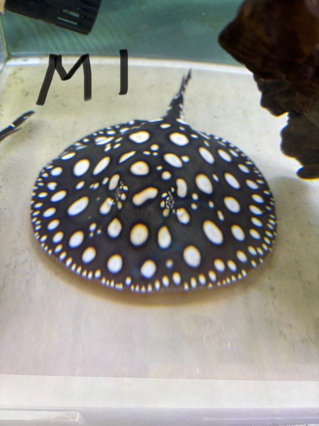 IMG_7458.jpeg