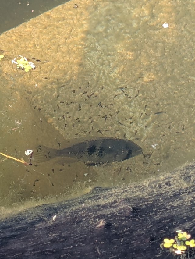 G.rhabdotus fry.jpg