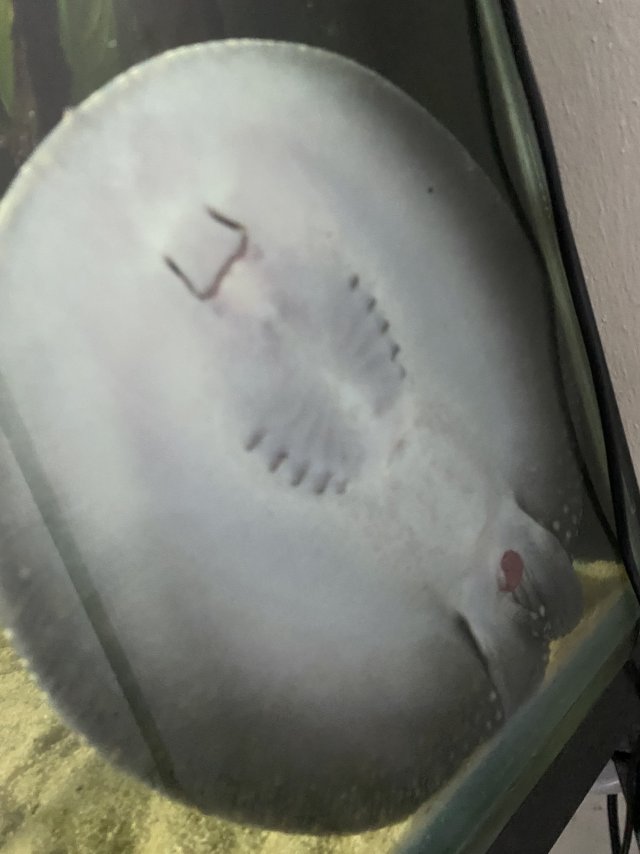 IMG_2529.jpeg