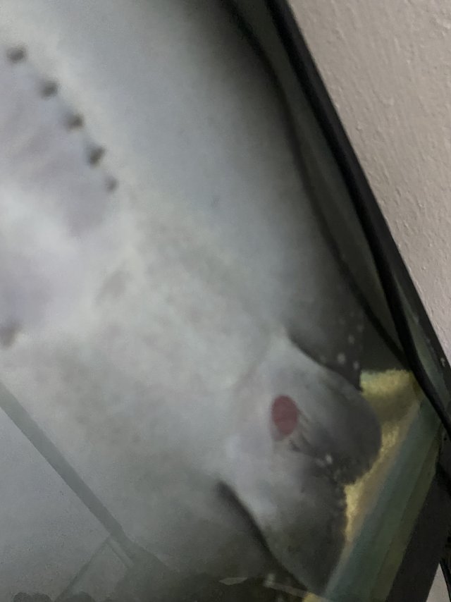 IMG_2528.jpeg