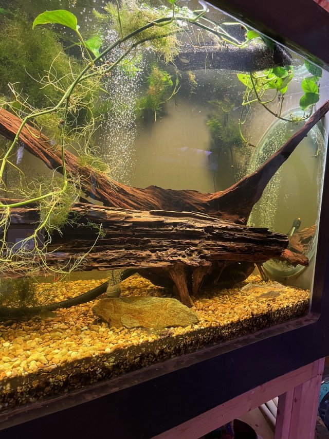 Catfish Cove.jpg