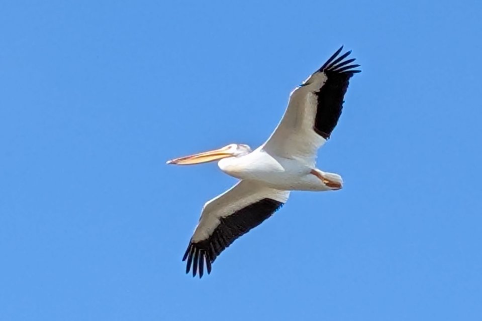 pelican flight.jpg