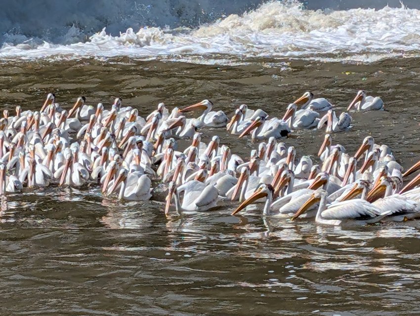 pelican mob.jpg