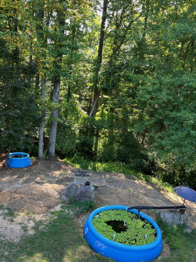 Backyard 7-14-2025.jpg