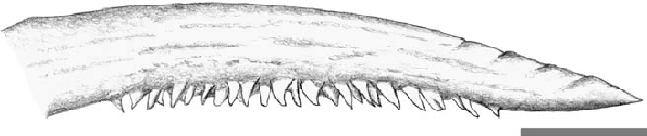 Serration-of-pectoral-fin-spine-of-Tandanus-tropicanus-holotype-female-scale-bar-5-10.png