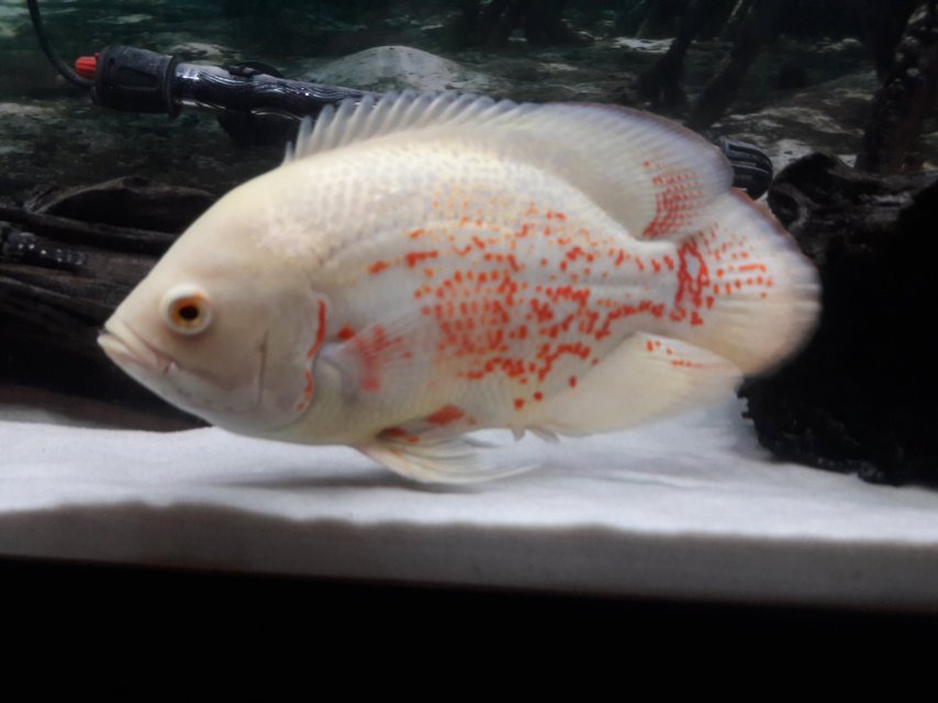 20171110_215832.jpg 20171110_215832.jpg