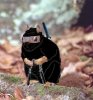 ninjasquirrel.jpg