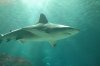 Brown Shark 1.JPG