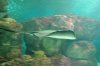 Southern Ray 1.JPG