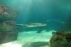 Southern Ray 2.JPG
