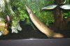 Sluggo looking for food.jpg
