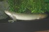 New Bichir.jpg