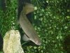 New Bichir.jpg1.jpg