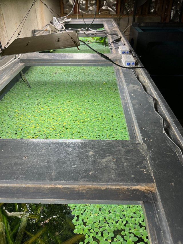 Water lettuce invasion of the Chicago.jpg